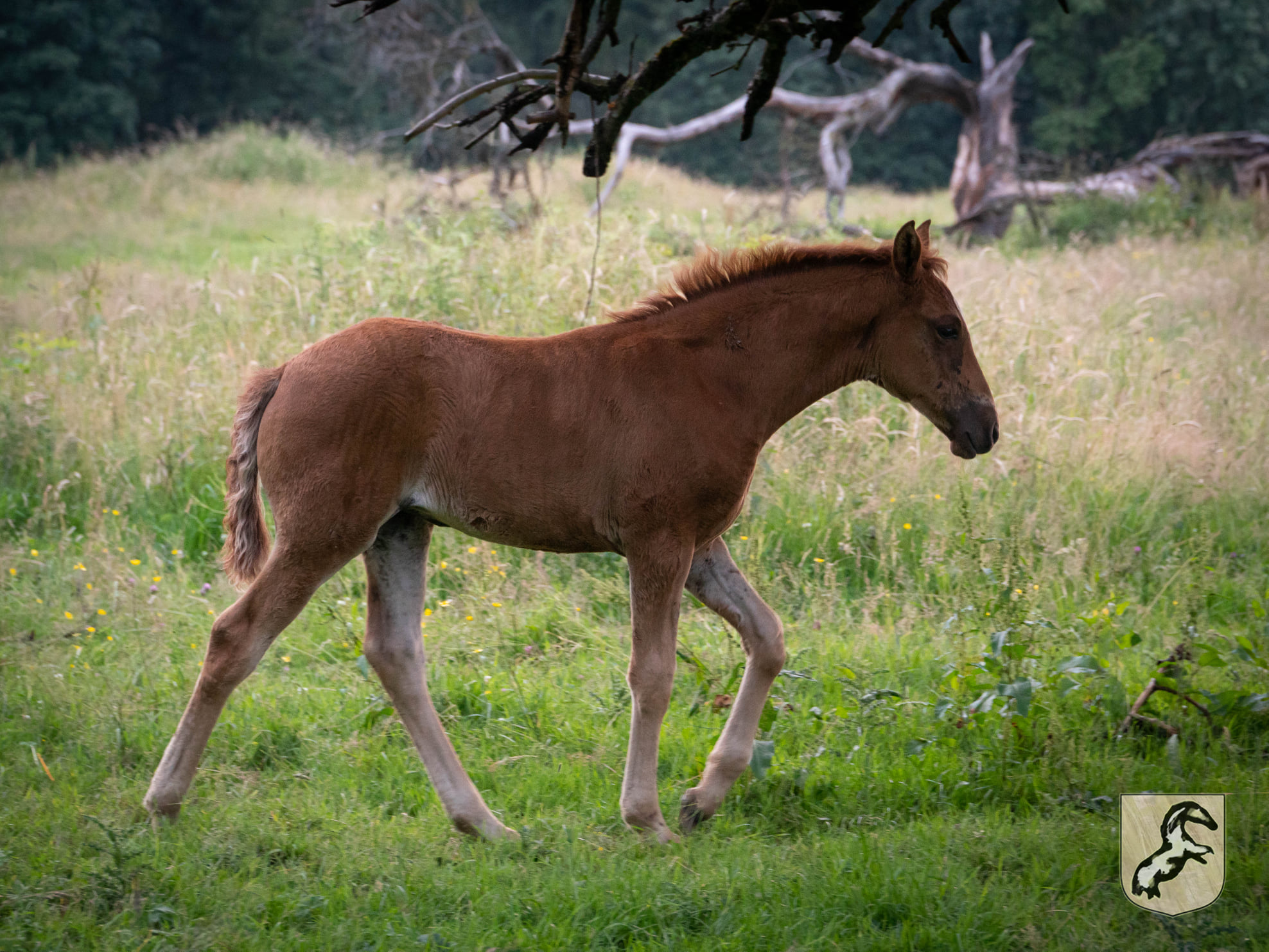 Lohra II (Besitzer: Berbergestüt AL NURI)