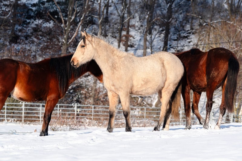 Orekh (Oreɣ) D’Ivoire